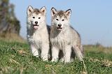 ALASKAN MALAMUTE 139